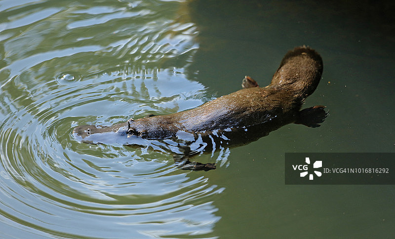 从上方观察游泳的鸭嘴兽，昆士兰图片素材
