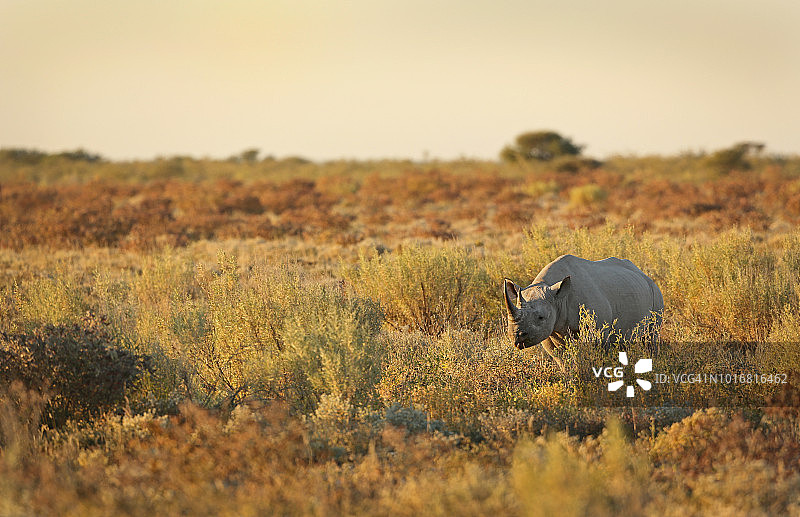 埃托沙国家公园日落时的黑犀牛图片素材