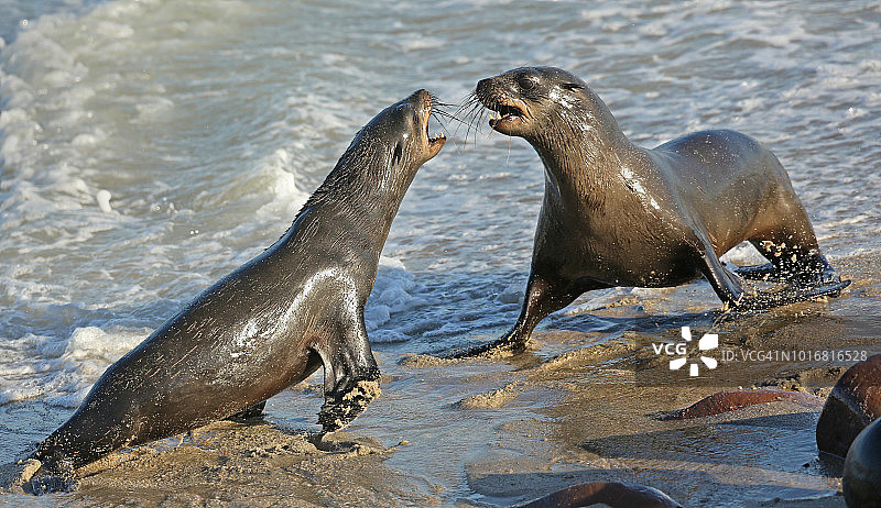 纳米比亚海角海狗争斗图片素材