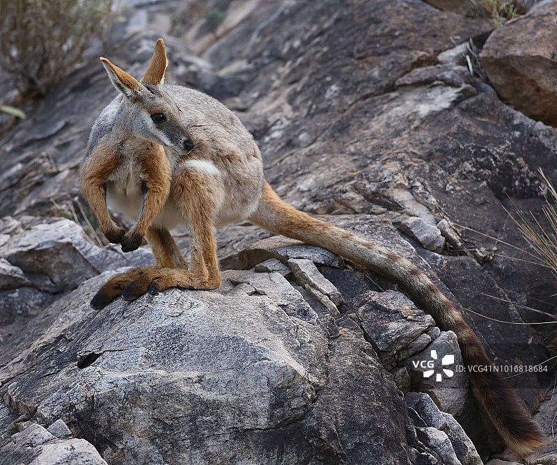 岩石上的黄脚岩袋鼠图片素材