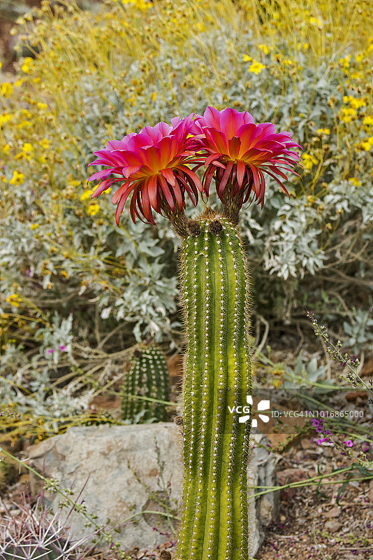 火炬仙人掌开花图片素材