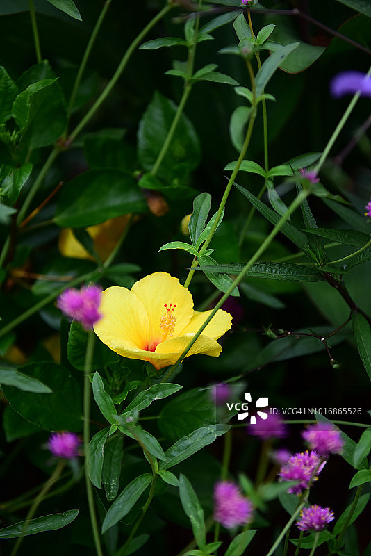 狭叶太阳花图片素材