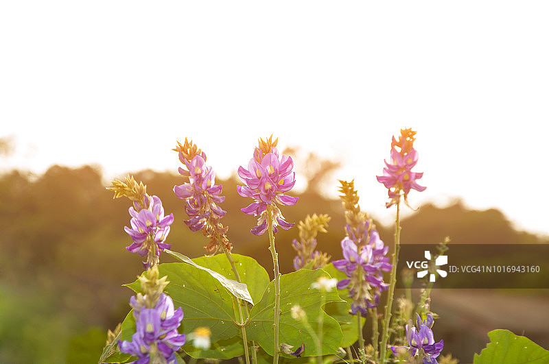 夕阳下的葛藤花图片素材