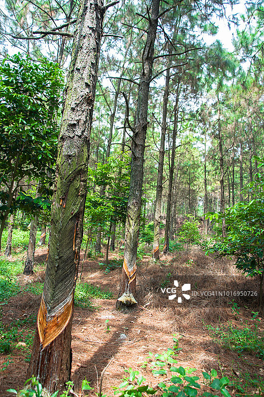 中国广东省江门市新会区采集松树树脂。松节油是制造松香和松节油的原料图片素材