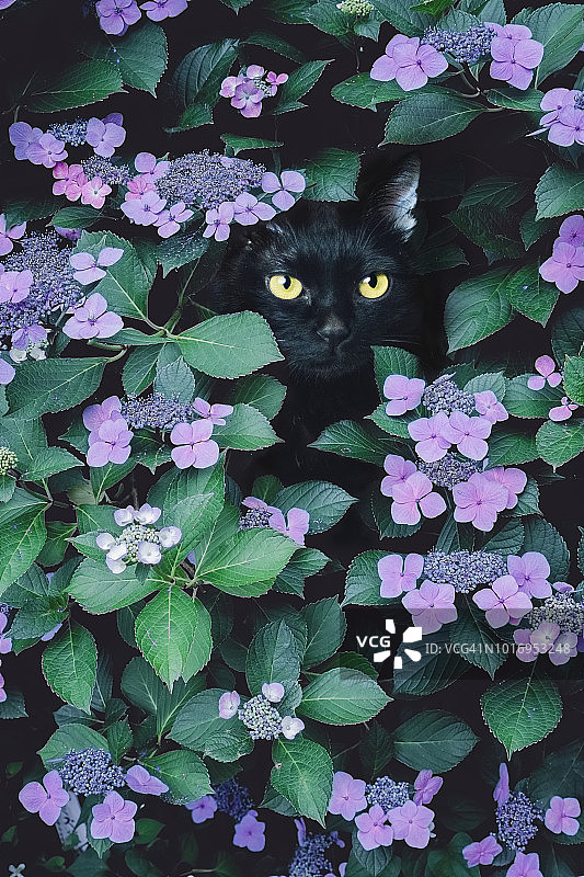 躲在绣球花丛中的黑猫图片素材