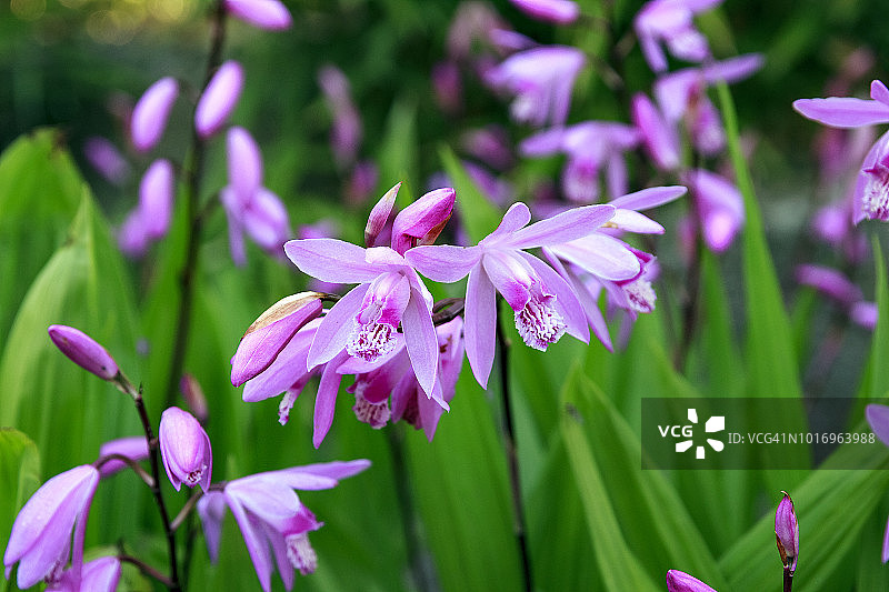 紫色的兰花图片素材