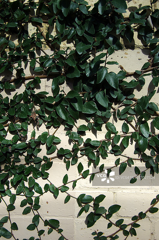 攀援榕（Ficus pumila）在彩绘砖墙上图片素材