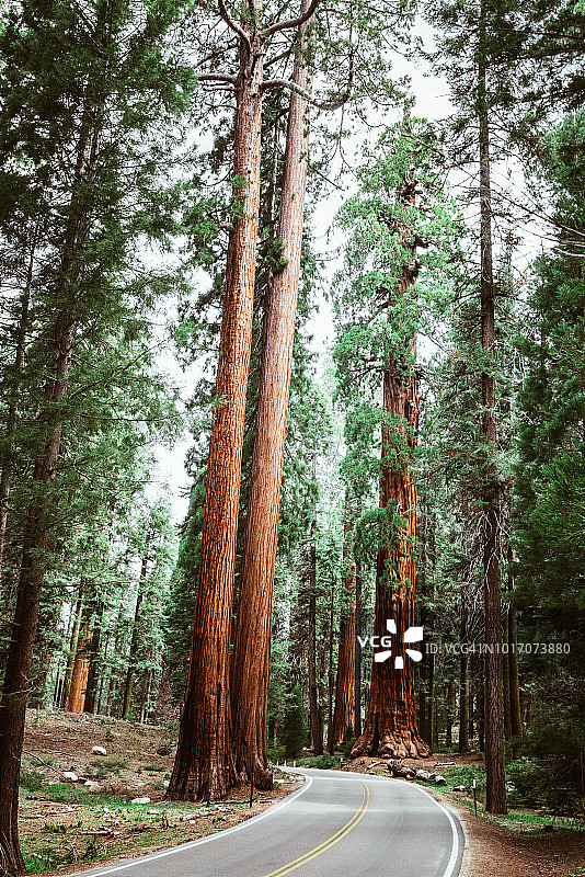 红杉国家公园公路风光图片素材