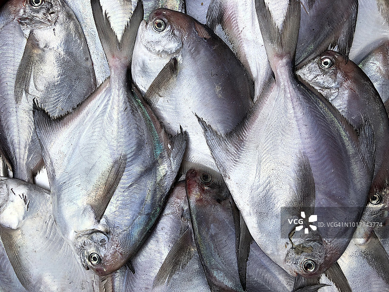 待售的鲳鱼图片素材