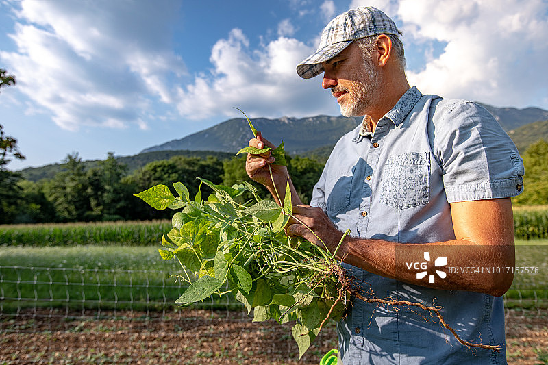 中年男人采摘自家种植的有机菜豆图片素材