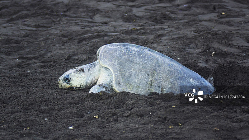 在哥斯达黎加海滩上筑巢的丽龟图片素材