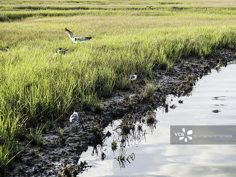 在钦科蒂格国家野生动物保护区飞行的笑鸥图片素材
