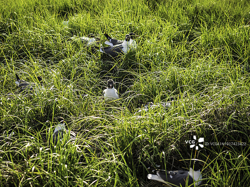在钦科蒂格国家野生动物保护区筑巢的笑鸥图片素材