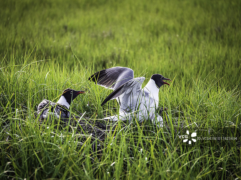 金科特国家野生动物保护区的笑鸥交配图片素材