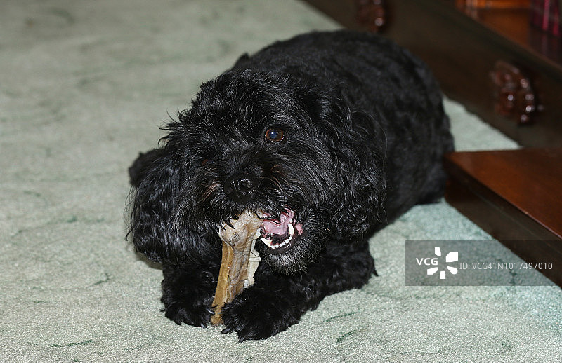 可爱的小型犬正在啃骨头图片素材