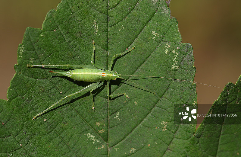一只美丽的南方栎树丛蟋蟀栖息在林地的一片叶子上图片素材