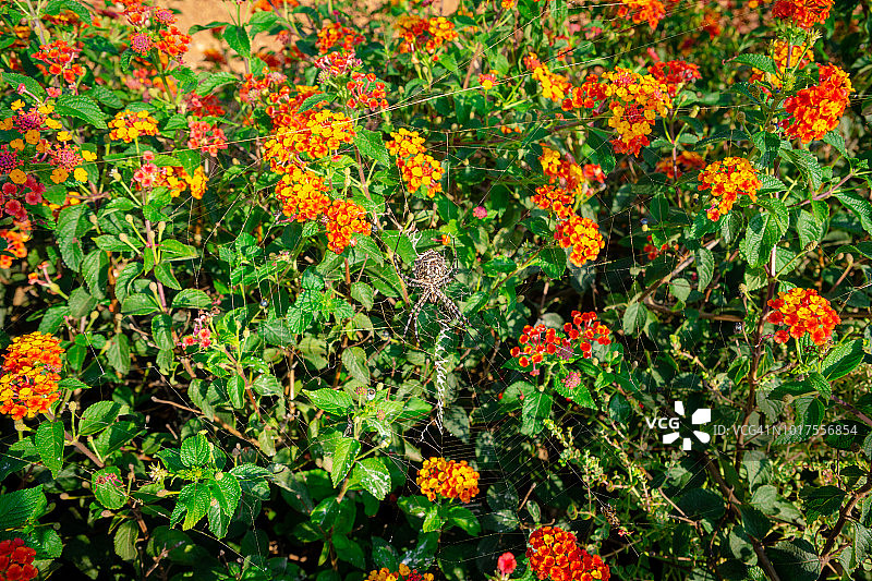 球腹蛛图片素材