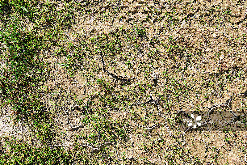 生长在沙漠中的花卉与草图片素材