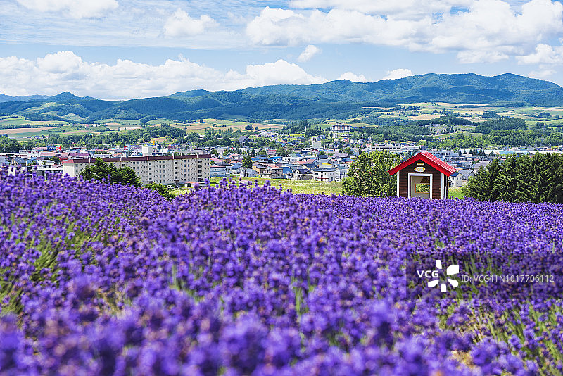 日本北海道富良野农场夏季山坡上的红木屋和薰衣草田图片素材