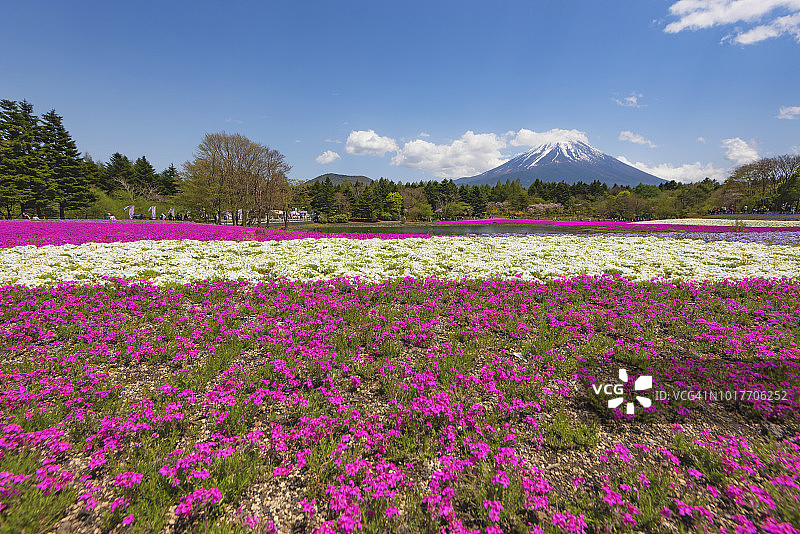 富士山和粉色芝樱，春日晴朗，位于日本静冈县富士宫市本栖湖附近图片素材