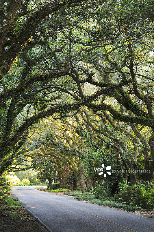 阿拉巴马州的 live oak 树林荫道图片素材