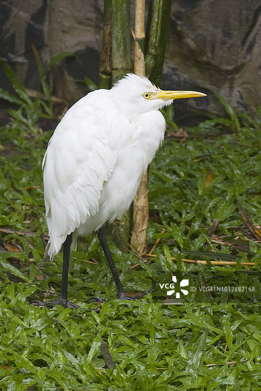 牛背鹭图片素材