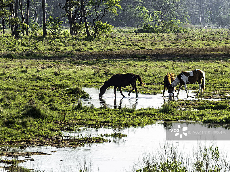 钦科蒂格小马图片素材