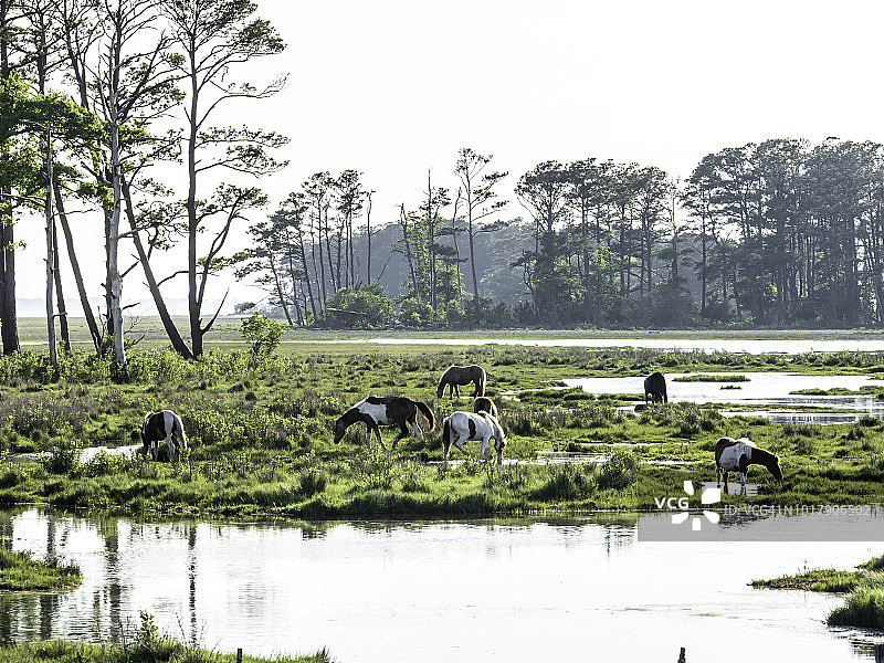 钦科蒂格小马图片素材