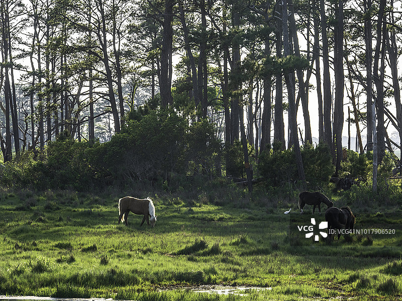 钦科蒂格小马图片素材