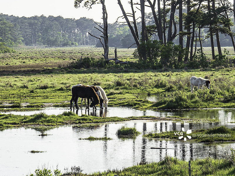 钦科蒂格小马图片素材