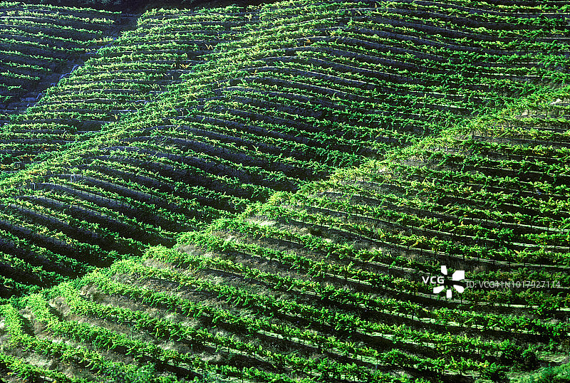 纳帕谷葡萄园图片素材