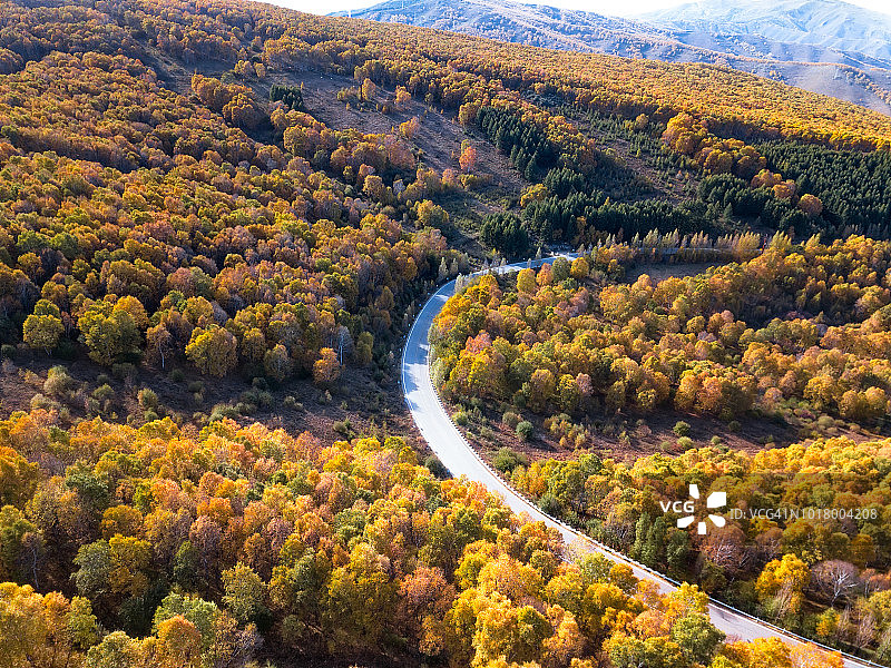 穿过秋季森林的道路图片素材