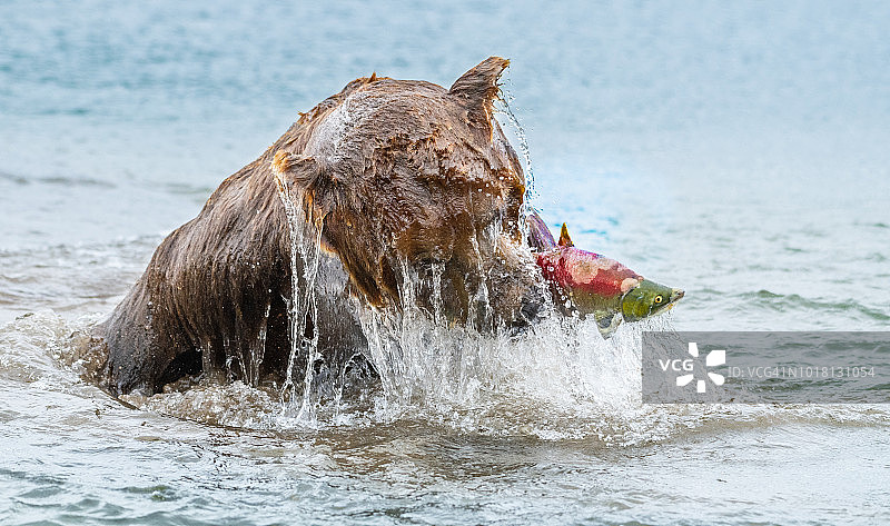 熊和鲑鱼图片素材