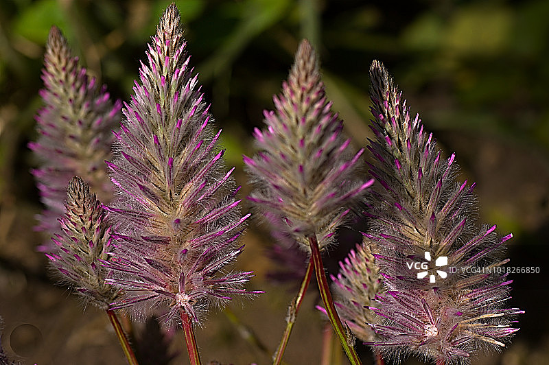澳洲羽毛花“乔伊”图片素材