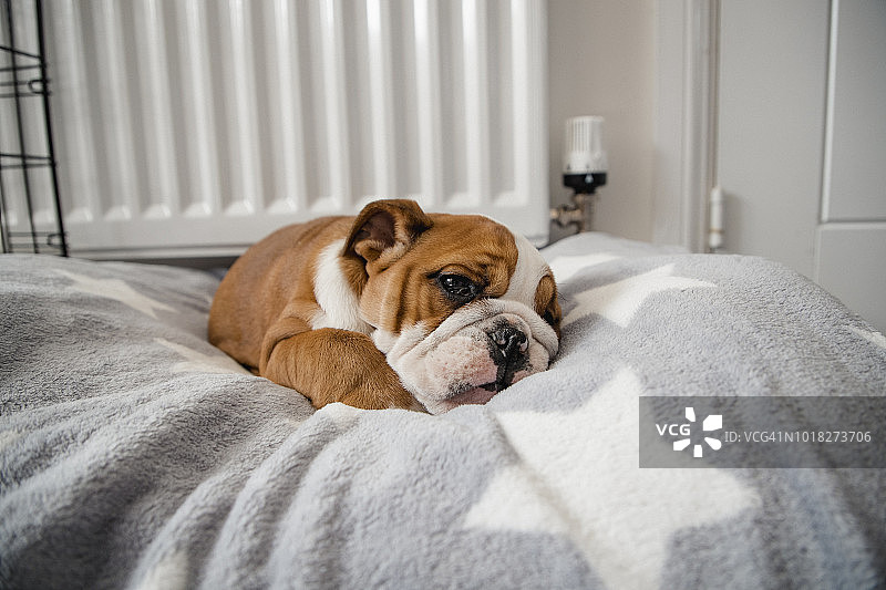 躺在床上的英国斗牛犬图片素材