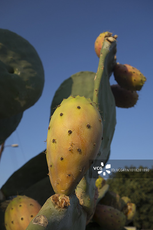 2018年希腊：野生仙人掌上生长的仙人掌果图片素材