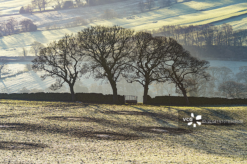 英格兰峰区埃克尔斯派克树木和红隼图片素材