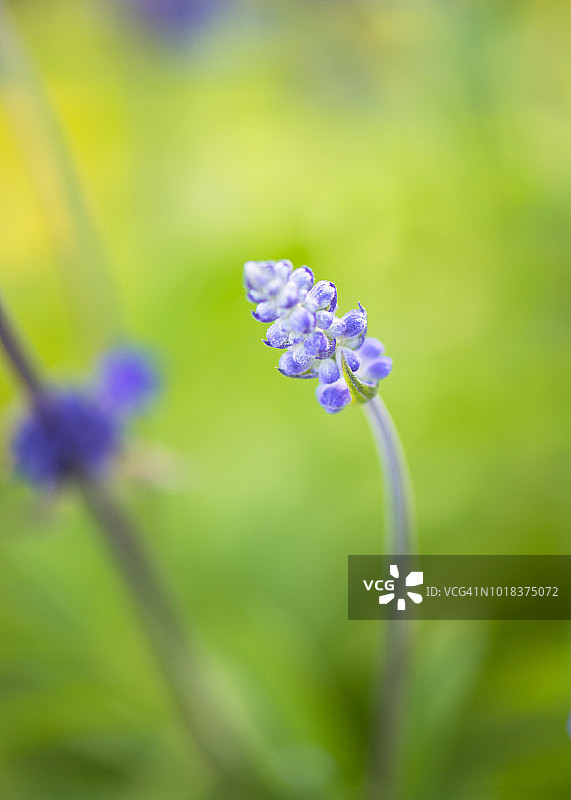 鼠尾草图片素材