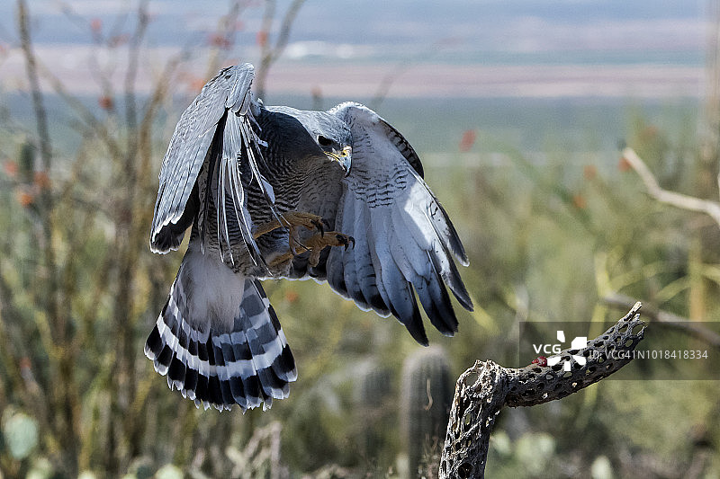 草原猎隼图片素材