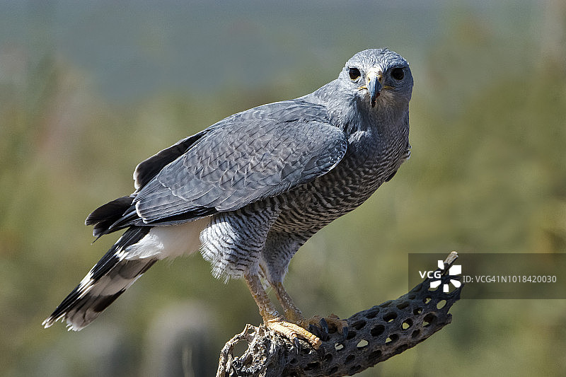 草原猎隼图片素材