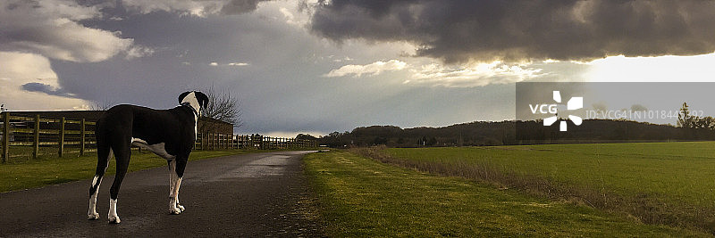大丹犬乡间小路漫步全景图图片素材