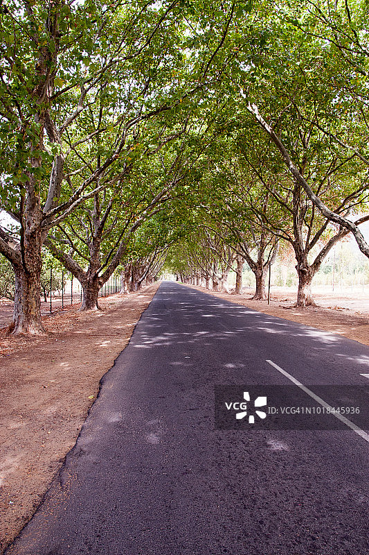 南非的绿树成荫的道路图片素材