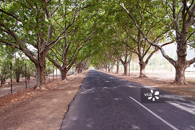 南非的绿树成荫的道路图片素材