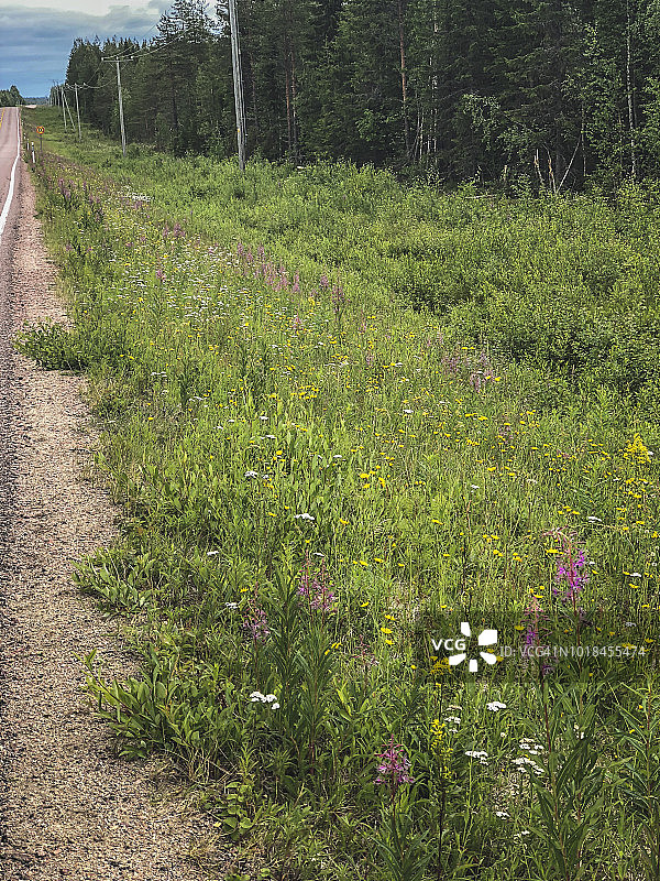 芬兰沟渠中的花朵图片素材