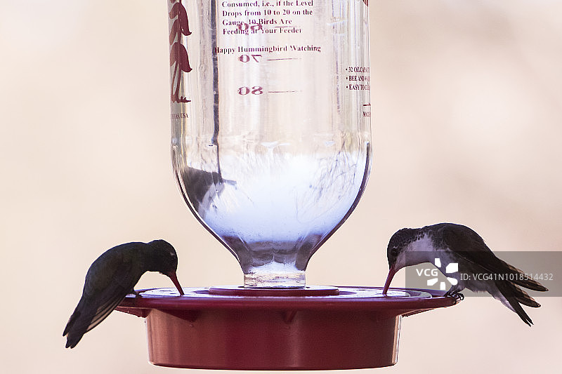 紫冠蜂鸟图片素材