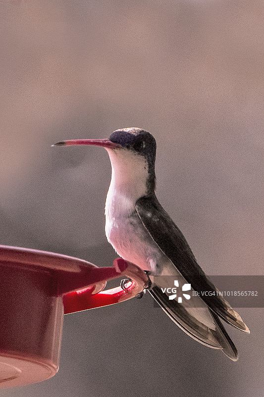 紫冠蜂鸟图片素材