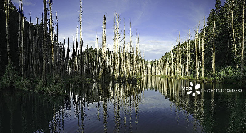 水漾森林图片素材