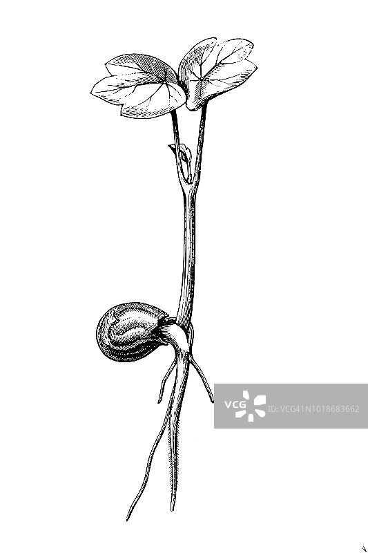 旱金莲图片素材