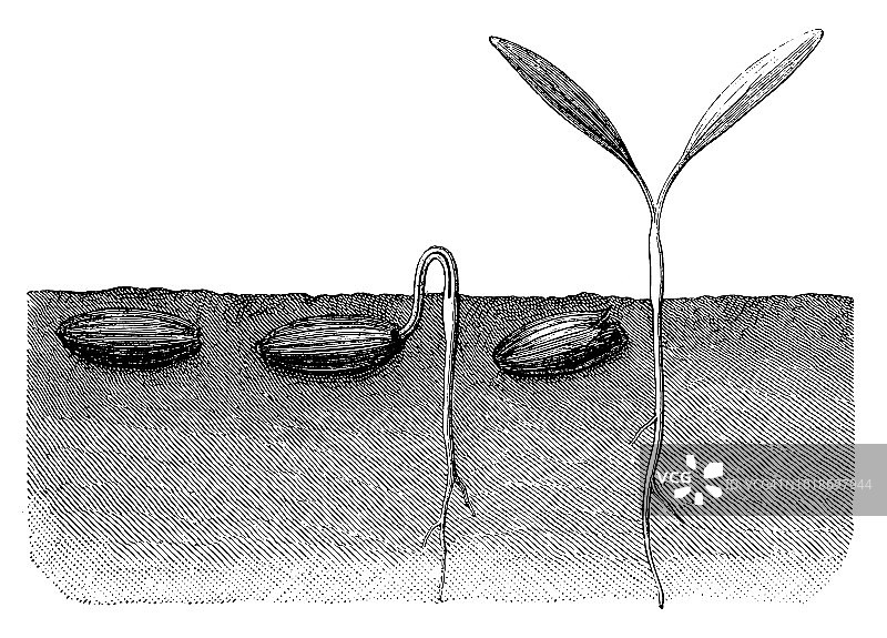 特殊植物胶：阿魏图片素材