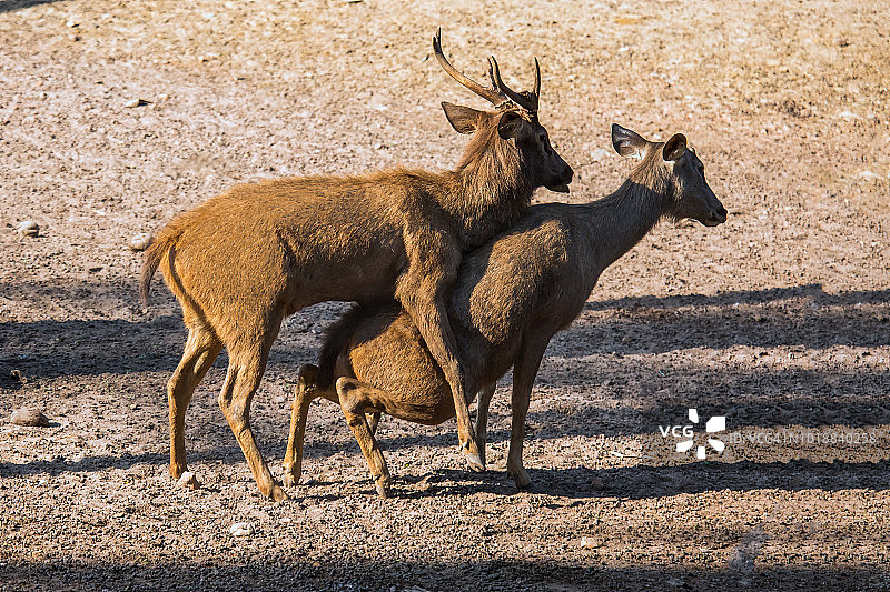 黑鹿交配图片素材
